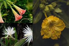 Sep 07, 2020 · the night blooming cereus is a wonderful, mysteriously elegant desert plant. 10 Most Spectacular Night Blooming Flowers You Should Grow Florgeous
