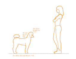 Download Standard Poodle Dimensions Drawings Dimensions Com