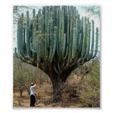 Without the benefit of modern technology, animals that make their home in the heat have had to come up with their own ways of staying cool and hydrated. Cactus In Oaxaca Poster Zazzle Com Unusual Plants Weird Trees Cool Plants