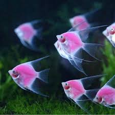 Tumblr Angel Fish Fish Pink Fish