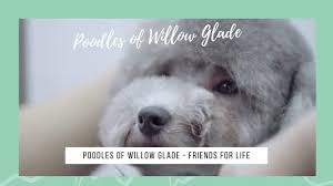 Here we have a stunning pra clear toy / miniature poodle litter for sale from very good lines dam is fully health tested through parentage! Poodles Of Willow Glade Poodle Puppies For Sale Standard Poodles For Sale Near Me Youtube