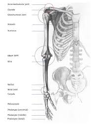Have you ever seen fossil remains of dinosaur and ancient human bones in textbooks, television, or in person at a other bones fit together like a ball and socket, such as the joint between your shoulder and arm. Bones Joints Of The Arm Front Anterior And Back Posterior Views Anatomy Bones Arm Anatomy Arm Bones