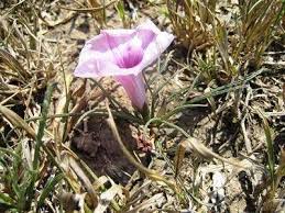 Image result for Ipomoea bolusiana