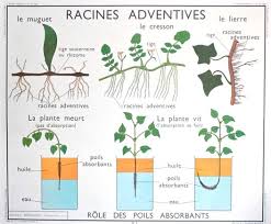 racines adventives affiche scolaire affiches scolaires botanique lecon de choses