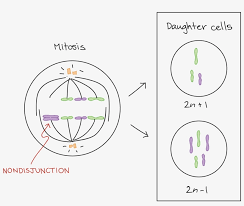 Page #11 a detailed description of telophase. Aneuploidy Chromosomal Rearrangements Labeled Diagram Of Meiosis 1 Transparent Png 2656x1496 Free Download On Nicepng