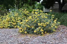 Image result for Phlomis fruticosa