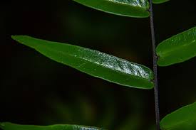 Image result for Pellaea doniana