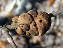 Check spelling or type a new query. What Are These Ugly Bumps On My Tree S Leaves Msu Extension