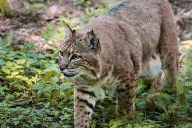 Largest and smallest domestic cats list of the largest and smallest cat breeds in relation to the various associations and on an open basis. List Of Domesticated Wild Cat Breeds Lovetoknow