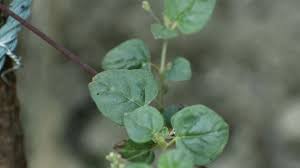 Image result for Boerhavia diffusa
