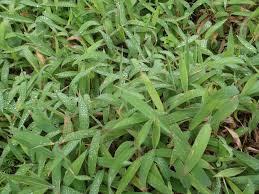 Image result for Ischaemum