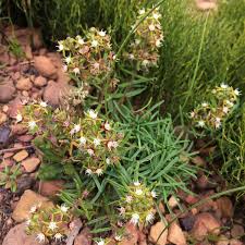 Image result for Aspidoglossum glabellum