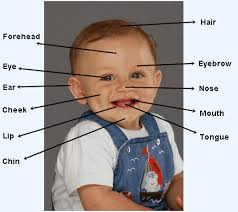 With the exception of on the nose where it's securely connected. Body Parts Face Parts In English