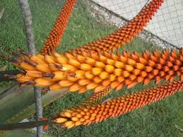 Image result for Aptosimum marlothii