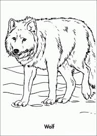 Native americans saw wolves as a symbol of loyalty and perseverance intelligence and instinct. 25 Free Wolf Coloring Pages Printable