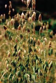 Fodder Oats