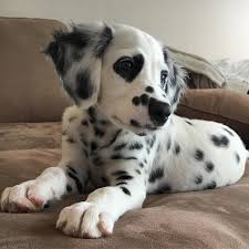 Bria Celest On Twitter In 2020 Pretty Dogs Super Cute Puppies Beautiful Dogs