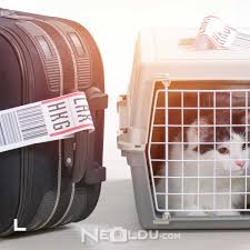 Kedi Ve Kopek Ucak Yolculugu Ucus Standartlarina Uygun Tasima Cantasi Nasil Olmali
