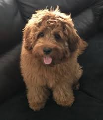 F1b (genetic abbreviation for filial 1 backcross) mini goldendoodles are the result of pairing an f1 mini goldendoodle to a mini poodle. Mini Goldendoodle F1b F1bb Golden Point Puppies