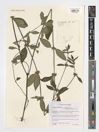 Image result for Spermacoce princeae