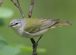 Michigan Bird With White Stripe On Head Tennessee Warbler Birds Backyard Birds Beautiful Birds