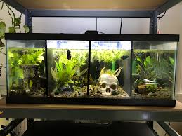 Each section is individually filtered by a sponge filter that is powered by air. How Do You Split A Tank Betta Fish Forum