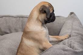 Pug Filhote Tudo Que Voce Precisa Saber Antes De Ter O Seu Petz