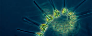 What are phytoplankton?