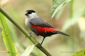 Pin On Waxbills