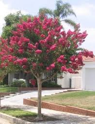 Beginner S Guide To Crepe Myrtle Note By Pinner In Horticulture During The Mid To Late 1970 S O Trees For Front Yard Landscaping Trees Front Yard Landscaping