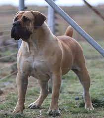 Best Breeders In The World South African Boerboel Elite Boerboels 1 Boerboel Breeder In Euro South African Mastiff African Boerboel South African Boerboel