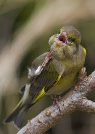 European Greenfinch Chloris Chloris Kus