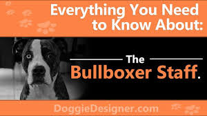 The Bullboxer Staff A Complete Guide Doggie Designer