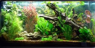 Aquarium 300l Recherche Google Aquarium Terrarium Reptile Zoo