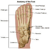 Exercises to help with pain over top of foot due to under pronation. Foot Pain And Problems Johns Hopkins Medicine