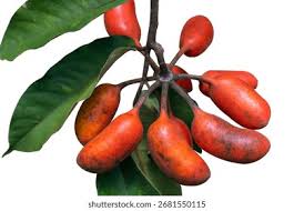 Image result for Uvaria afra