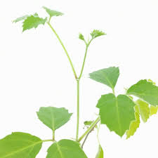 Image result for Cyphostemma adenocaule