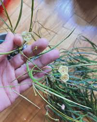 Image result for Kyllinga stenophylla