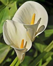 Zantedeschia Aethiopica Called A Lily But A Member Of The Araceae Family U C Davis Arboretum Davis California The Calla Lily Flowers Lily Flower Calla Lily