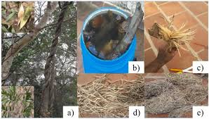 Image result for Cyphostemma heterotrichum