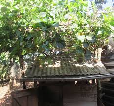 Image result for Rubus pinnatus