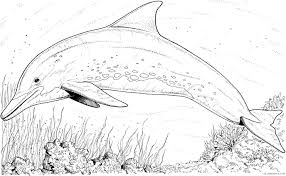 The spruce / kelly miller halloween coloring pages can be fun for younger kids, older kids, and even adults. Realistic Dolphin Coloring Pages Coloring4free Coloring4free Com