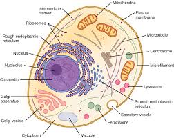 That cells can be of different shapes and sizes. The Nucleus And Cytoplasm Anatomy And Physiology