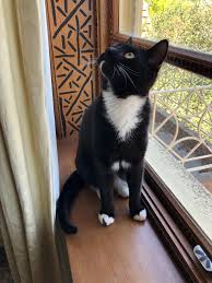 Reddit Meet My New Kitty Hershey Cats Kitty Animals