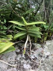 Image result for Calyptrochilum