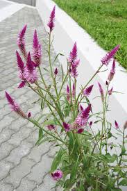 Image result for Celosia stuhlmanniana