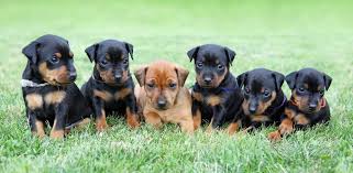 100,000+ curated designs · satisfaction guaranteed Doberman Growth Chart Doberman Puppy Weight Chart