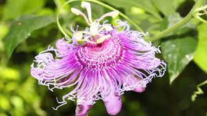 Check spelling or type a new query. Butterfly Gardening Youtube