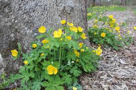 Wood Poppies Poppies Shade Garden Wild Flowers