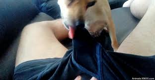 Dog lick man cock